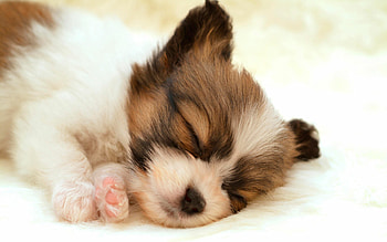 Puppy love, Cute furry friends, Adorable, Forever loyal HD wallpaper