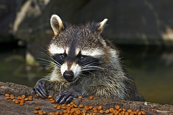 Animals, Food, Muzzle, Sight, Opinion, Raccoon, Feed HD wallpaper