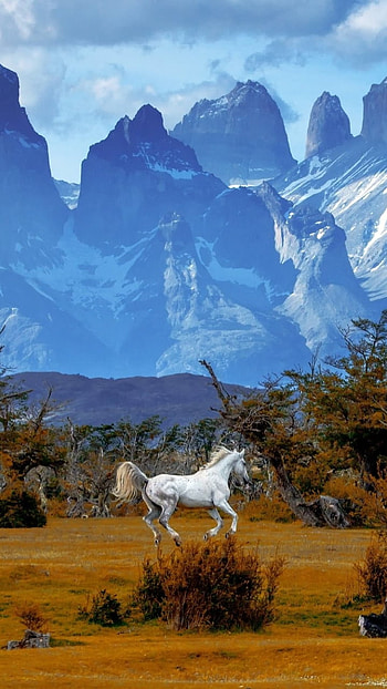 Horse in the Mountains of Patagonia, Chile, mountain, landscape, Animal, horse HD phone wallpaper