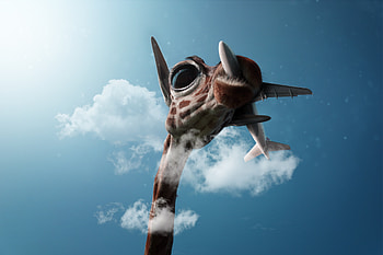 Giraffe Passing Plane, giraffe, plane, graphy HD wallpaper