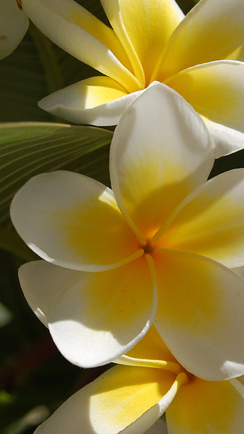 Plumeria flower, Nature's still life, Floral artistry, Petal perfection HD phone wallpaper
