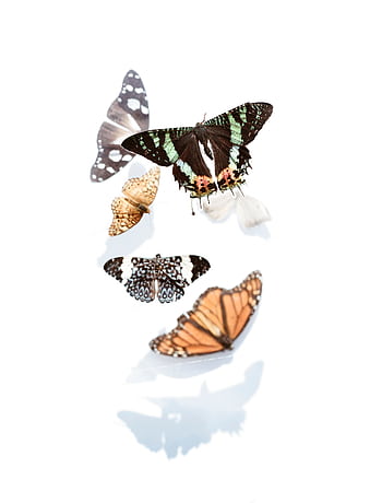 A beautiful collection of butterflies mid-flight, showcasing various colors and patterns against a white backdrop. HD phone wallpaper