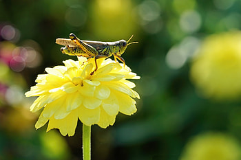 Flower, Grasshoppers HD wallpaper