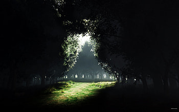 DARKNESS TO LIGHT, nature, forest HD wallpaper