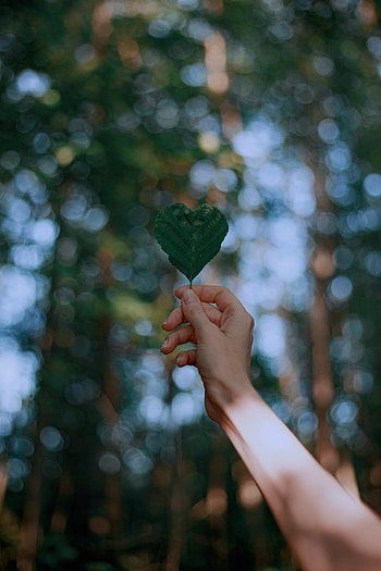 Hand, Miscellanea, Miscellaneous, Sheet, Leaf, Heart, Focus HD phone wallpaper