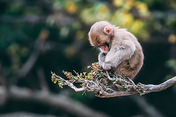 A cute young macaque resting on a tree branch with a blurred nature background. HD wallpaper