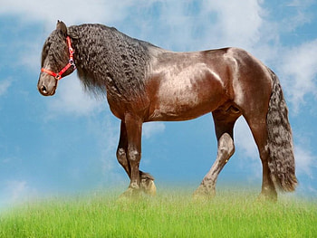 Brown Friesian, horses, friesian, brown, animals, dutch, friesland, netherlands HD wallpaper