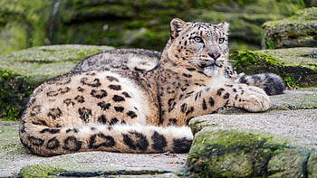 Snow Leopard, , Grizzly bear, Animals HD wallpaper