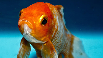 Goldfish, Stunning , Aquatic beauty HD wallpaper