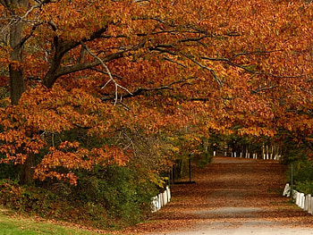 Autumnh path, autumn, nature, forest, path HD wallpaper