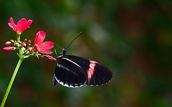 Patterns, Flower, Macro, Flight, Butterfly, Wings HD wallpaper