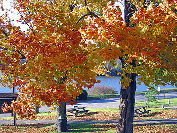 Autumn in The Park, trees, autumn, grass, park HD wallpaper