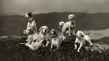 Animals, Dogs, Bw, Chb, Family, Elevation, Multitude, Lots Of HD wallpaper