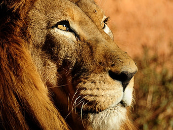 Lion, animal, leu, face, orange HD wallpaper