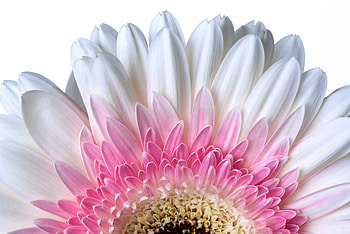 Petals, close up, flower, white gerbera HD wallpaper