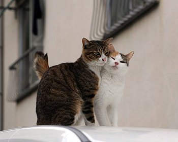 Animals, Cats, Couple, Pair, Care, Tenderness HD wallpaper