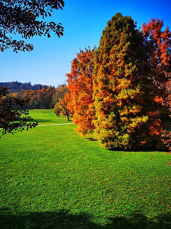 Color, sky, potos, tree, india HD phone wallpaper