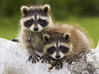 Animals, Raccoons HD wallpaper