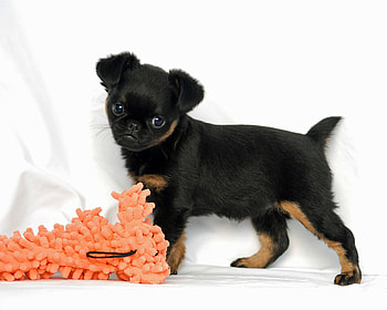 Brussels Griffon, Smooth-haired Griffon, Breed bestsellers, Discounted prices HD wallpaper