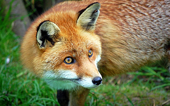 Animals, Grass, Fox, Wool HD wallpaper