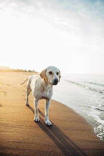 Dog, beautiful dog, elegant pet, stunning HD phone wallpaper