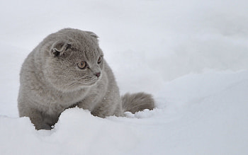 Animals, Snow, Cat, Stroll, Fright HD wallpaper