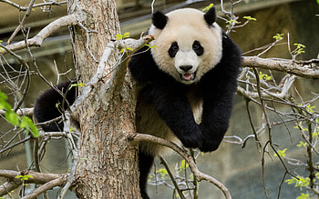 Panda Bear, animal, bear, tree, panda HD wallpaper