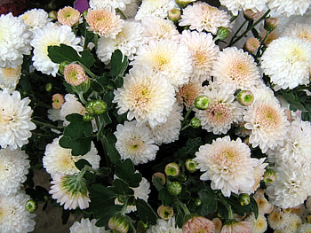 Flowers, Chrysanthemum, Close-Up, Delicate, Gentle HD wallpaper
