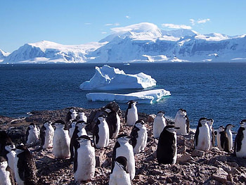 Orne Island Antartica, island, penguins, snow, ice HD wallpaper
