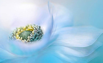 Blue Daisy, Flowers, Lovely, Nature, Blue, Daisy HD wallpaper