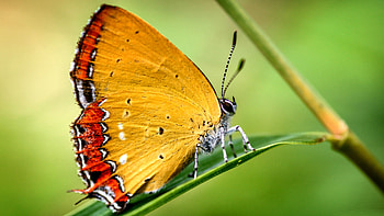 Yellow Butterfly F, animal, wide screen, wildlife, butterfly, graphy, beautiful HD wallpaper