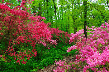 Path in spring forest, blomms, path, beautiful, spring, park, pretty, blossoms, trees, greenery, lovely, forest HD wallpaper
