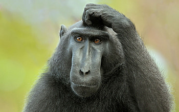 Baboon , backgrounds, Primate portraits, Animal kingdom HD wallpaper