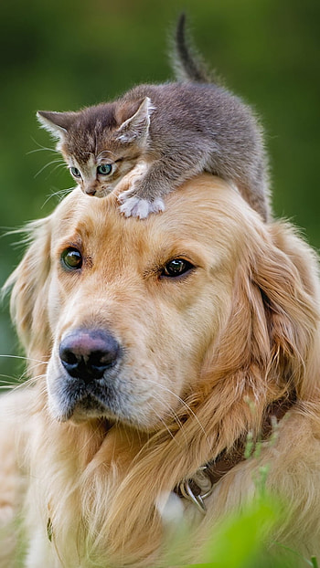 Kitten & Labrador — Cute Cat & Dog , baby animal, dog, kitten, cat, Animal HD phone wallpaper