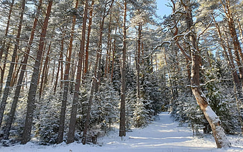 Winter Forest in Latvia, trees, spruces, Latvia, forest, winter HD wallpaper