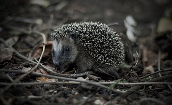 Animals, Grass, Branches, Thorns, Prickles, Hedgehog HD wallpaper