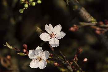 Flowers, Cherry, Macro, Branches HD wallpaper