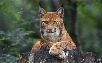 Lynx, cat, forest, wild HD wallpaper