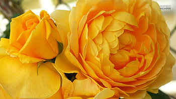 Big yellow roses, nature, roses, pretty, yellow HD wallpaper