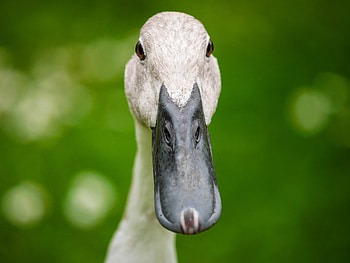 Animals, Beak, Duck, Indian Runner HD wallpaper