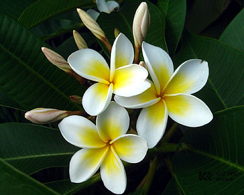 Plumeria, white, nature, flowers HD wallpaper