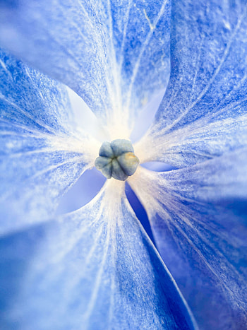 Bloom, blue flowers, macro HD phone wallpaper