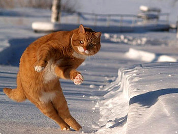 Dancing Cat, cute, dancing, cat HD wallpaper