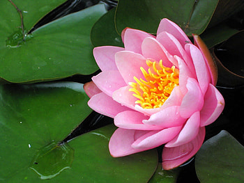 Flowers, Water, Leaves, Close-Up, Water Lily HD wallpaper