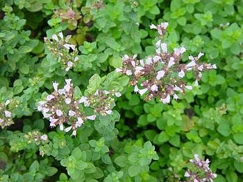 Spices thing 1, Limonaria, Cardamomo, Marjoram HD wallpaper