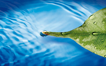 Water, Drops, Macro, Sheet, Leaf HD wallpaper