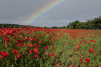 Flowers, Sky, Poppies, Rainbow, Field HD wallpaper