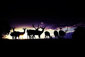 deers, night, silhoutte, family, animals HD wallpaper