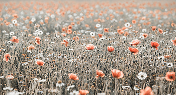 Ultra – Serene Field of Blooming Flowers, field of flowers, poppy, wildflower, nature, meadow HD wallpaper