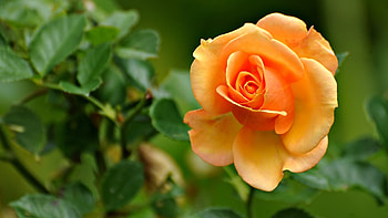 Rose, Bud, Flower, Petals HD wallpaper